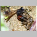 Priocnemis melanosoma - Wegwespe w08a 8mm mit Spinne - OS-Hasbergen-Lehmhuegel.jpg